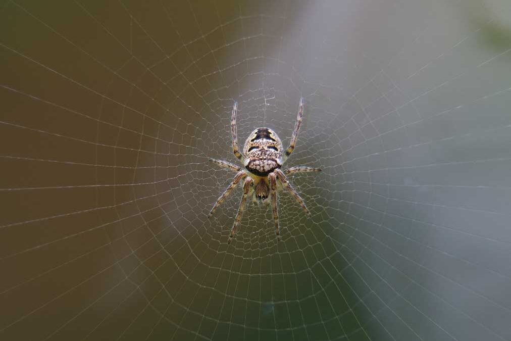 L’araignée